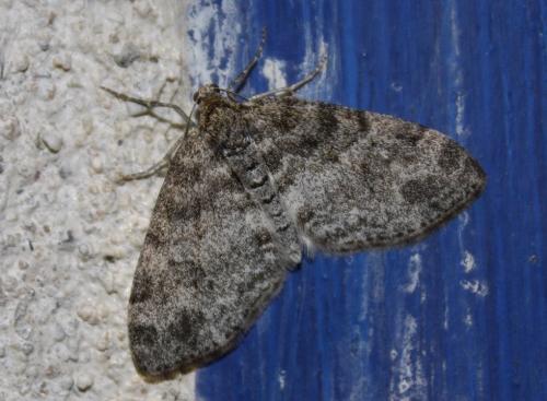 Réf. 227 696 : Lobophora halterata